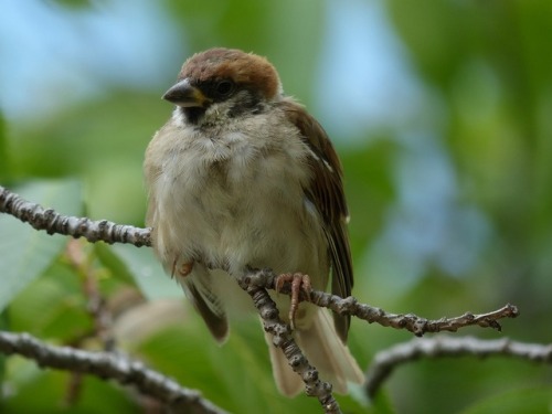 スズメ　Eurasian tree sparrowTown Sparrow ～ 街のすずめ　ArchiveTown Birds ～ 街の鳥  Archive