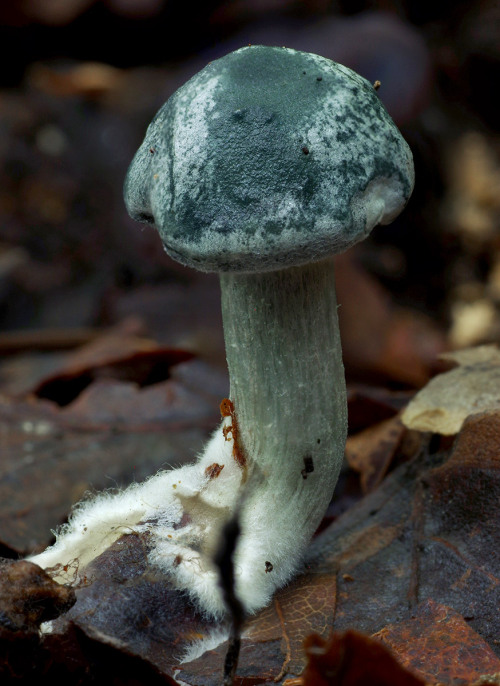 Given my interest in fungi, my interest in blue food, and that I love aniseed, this mushroom has bee