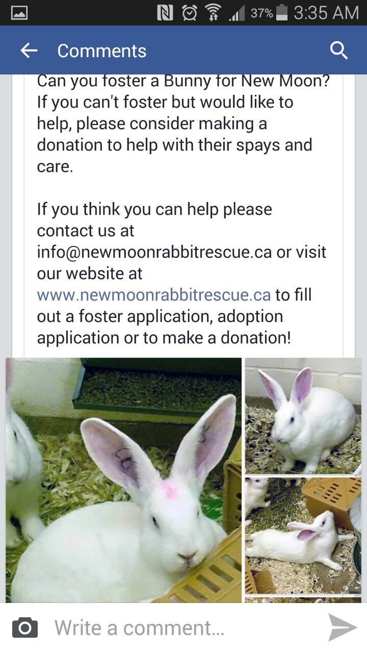 crittercentral:Lab bunnies need a good home. They’re only babies (6 months old)