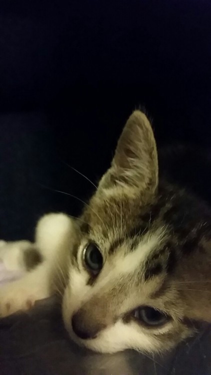 ilikedruuugs:  2 beautiful baby boys 💞😺😼