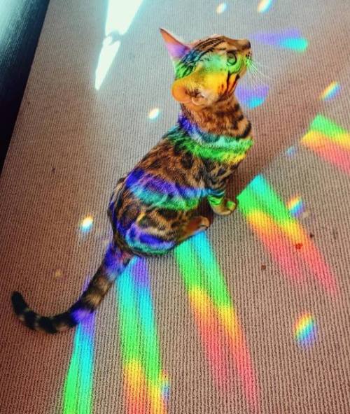 animals-addiction: Pride Cat