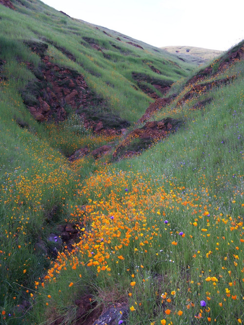 fornicating:Fresno County Wildflowers 2-05-2006 by Sierra Sunrise