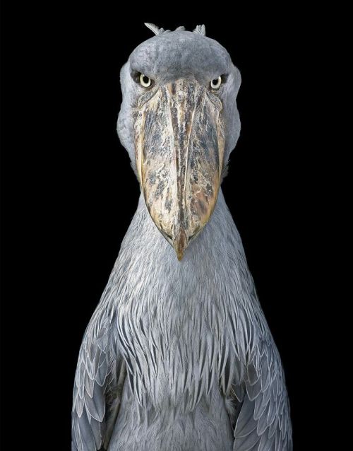 If The Greek Gods Would Be Birds: