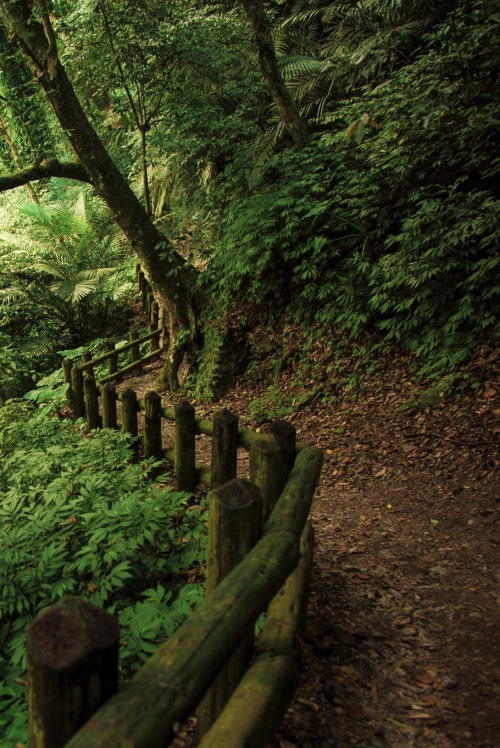 l0stshp:  path in the forest - source / by Hanson Mao