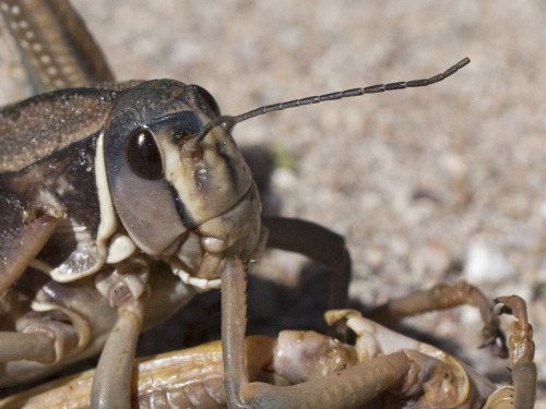 grasshoppers are unsentimental