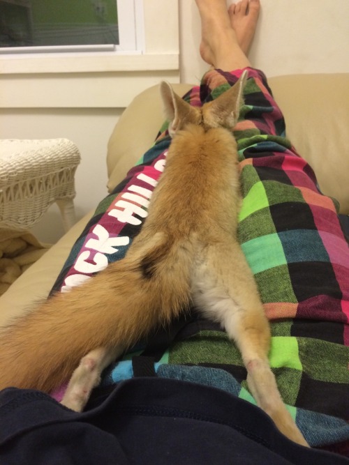 lunakinz:When cute things sit on you