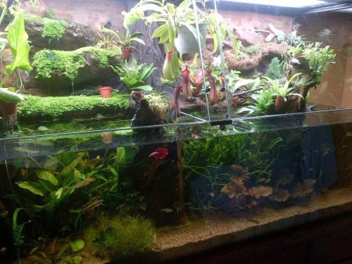 aquariadise:izzy-the-fish-girl:aquariumadventure:Incredible aquascape!I even see a nepenthes in ther