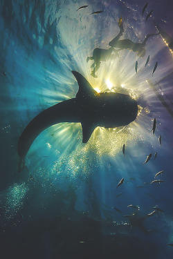visualechoess:  Under the sun - by: Mato