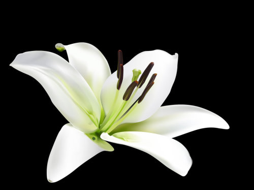 Lily Purity; peace; resurrection; royalty. Sacred to all Virgin Goddesses, the Mother and Maid, the 