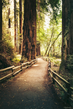 amanaboutworld:  The Redwoods 