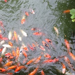 Koi! (at The Koi Pond)