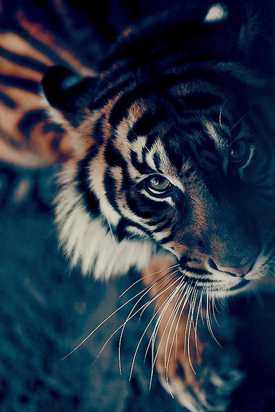 determinate:  personal/vertical/love ♥ 