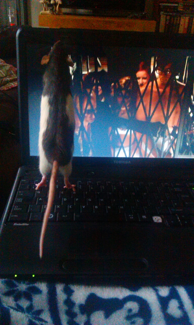 fnsrockyhorror:  heart-attack-in-black-hair-dye:  Molly the rat is enjoying Rocky