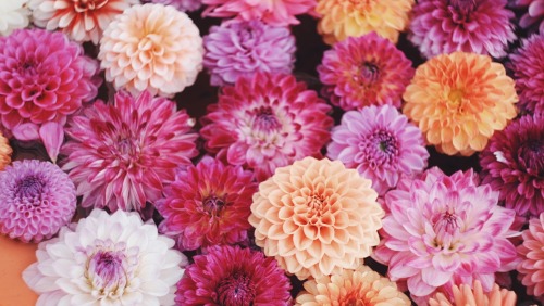 Autumn Colors, In Full Bloom. Just Looking At It Warms Your Heart And Makes You Kinder.