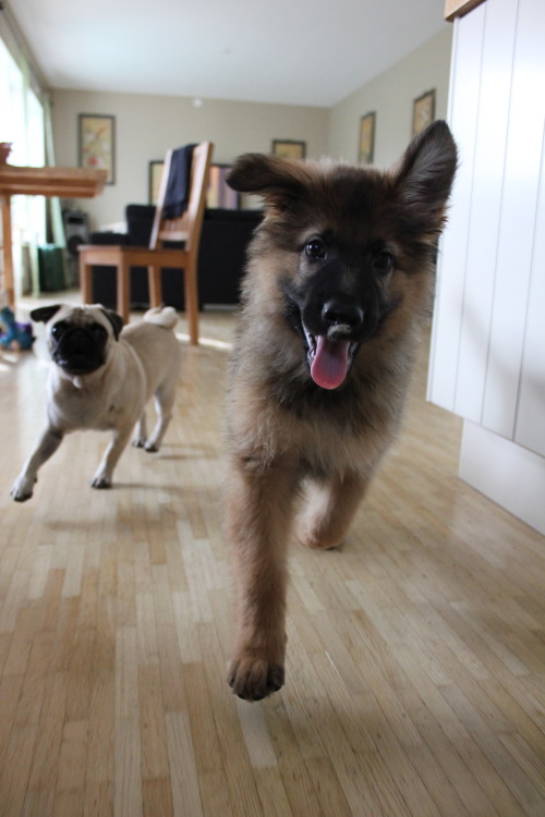 my dogs, running. 