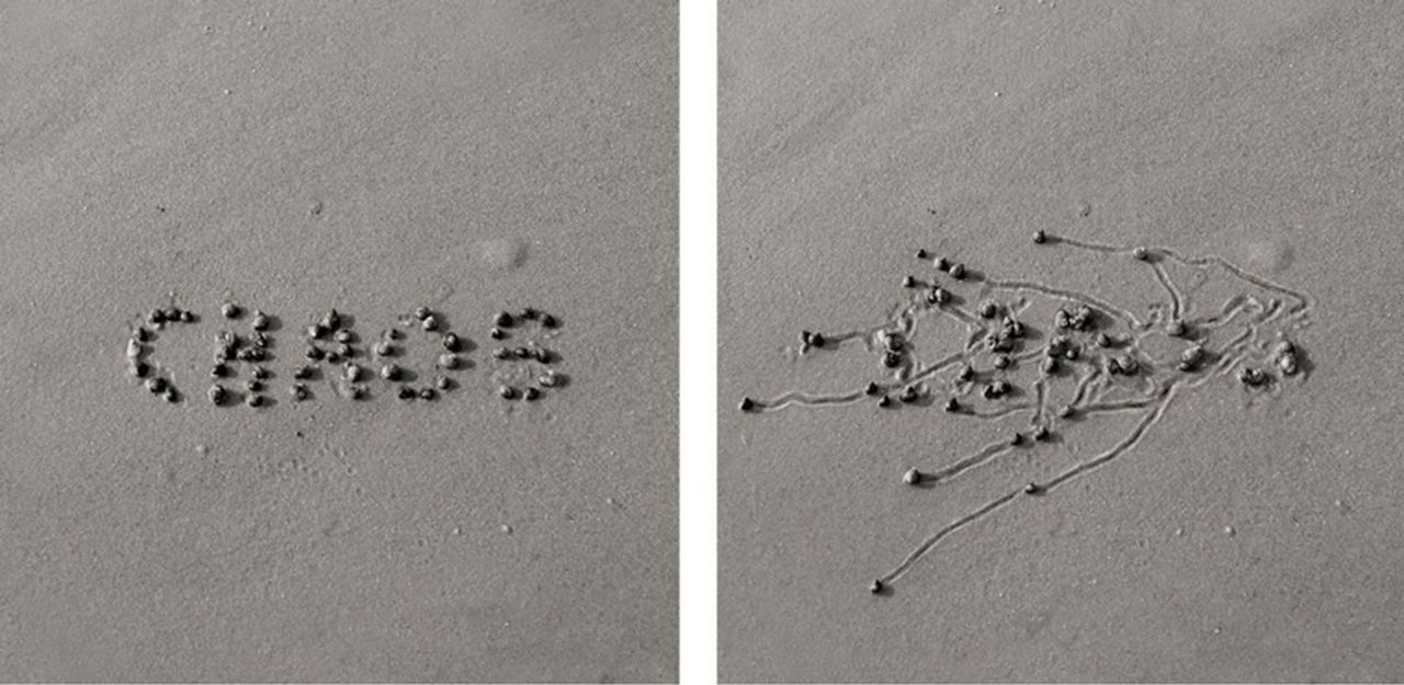 photojojo:  It’s hard to imagine a riveting photo series where snails are the main
