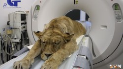 laughingsquid:  A Lion Undergoes Computed Tomography Because Even Big Cats Need a CAT Scan Every Once in a While