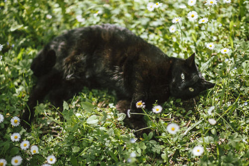 elenamorelli:{ tiny black panther and the spring }-luna, green grass, flowers, dirt, and an olive tr