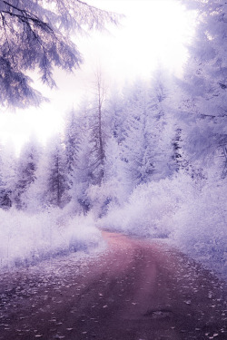 brazenbvll:  Lavender Road | Matt Sahil 