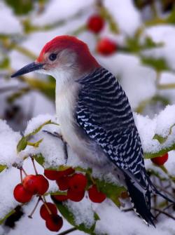 Frozen fruit for lunch (Red-bellied Woodpecker)