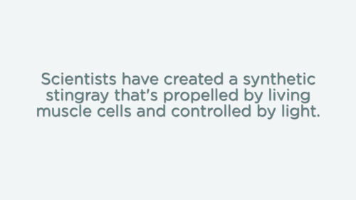 throughtheeyesofamedstudent: skunkbear: I’ll say it again: Scientists have created a syntheti
