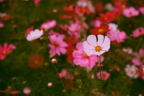 floralls: by Allen Hsu