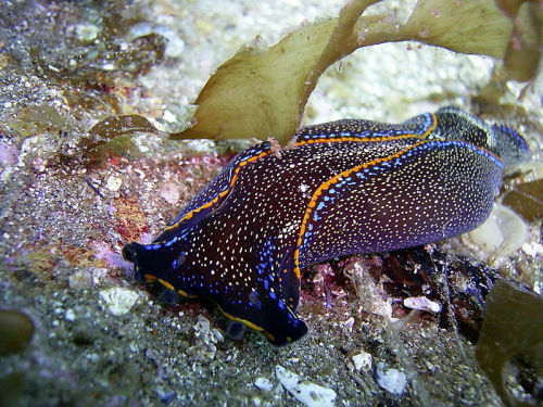 California Aglaja (Navanax inermis)&hellip;a species of headshield slug (Cephalaspidea) which occurs