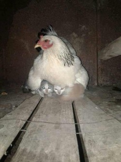 lakritzwolf: copperbadge:  animal-factbook: mother hen sheltered scared kittens from thunderstorm “They are my daughters now. Good, strong daughters with soft feathers.”   Is this where griffins come from? 