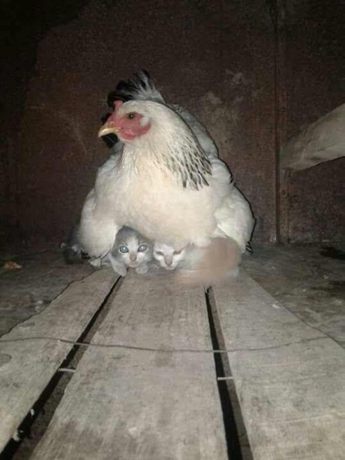 Porn photo animal-factbook:  mother hen sheltered scared