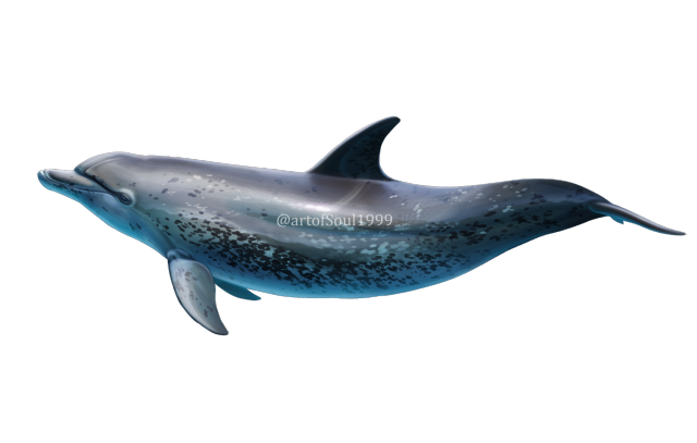 Soul on Tumblr: Atlantic spotted dolphins are definitely one of most  challenging species to draw. They just have so many spots and even with a...