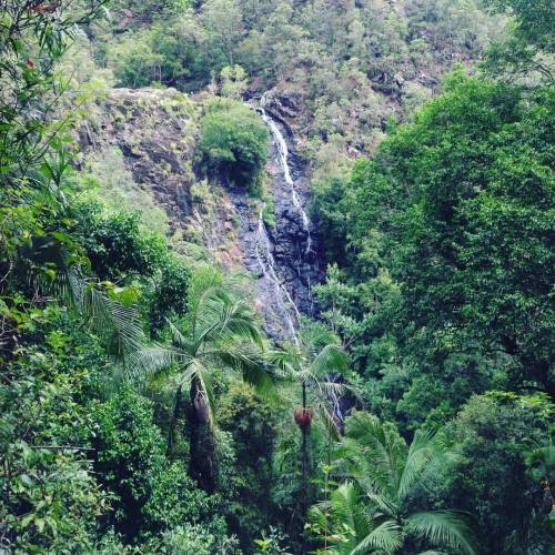 theadventurechild:  colour-space:  So pretty    Jungle/tropical blog