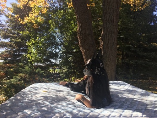 puptokki:enjoying the last sun dappled rays before the long winter :3