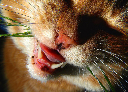 Cat eating grass (by Turnip Towers)