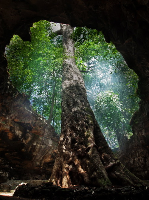 The 200 years old klumpit tree inside Rancang Kencono Cave / Indonesia (by soga soegiarto).