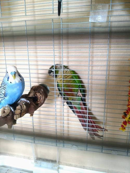 horatioandalice:Spencer is “hiding” behind the budgie cage and Phin doesn’t know what to do about it