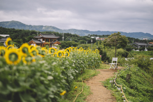 2021-07-17Canon EOS R6 + RF85mm f1.2LInstagram  |  hwantastic79vivid