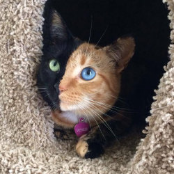 blazepress:  Meet Venus, the Cat With Two Faces Follow BlazePress on Tumblr, Facebook and Twitter.