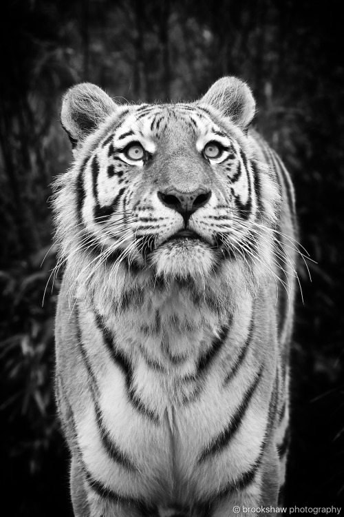 A stunning Amur Tiger at WHF Big Cat Sanctuary…