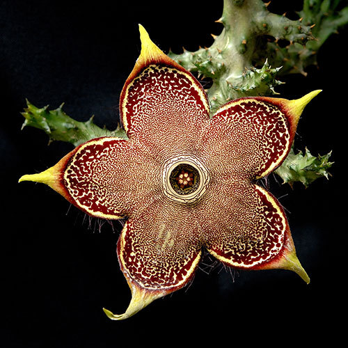 orchid-grower:  Persian Carpet Flower (Edithcolea grandis)  This succulent has the raddest flower ev