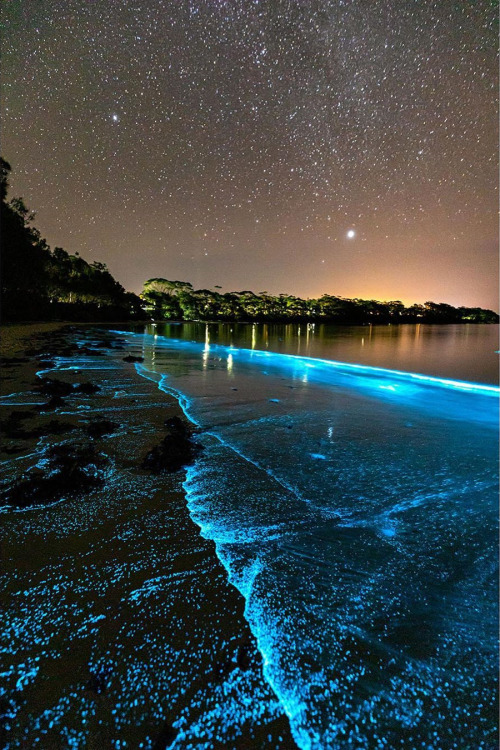 lsleofskye: Bioluminescence | jordan_robinsLocation: Jervis Bay, Australia