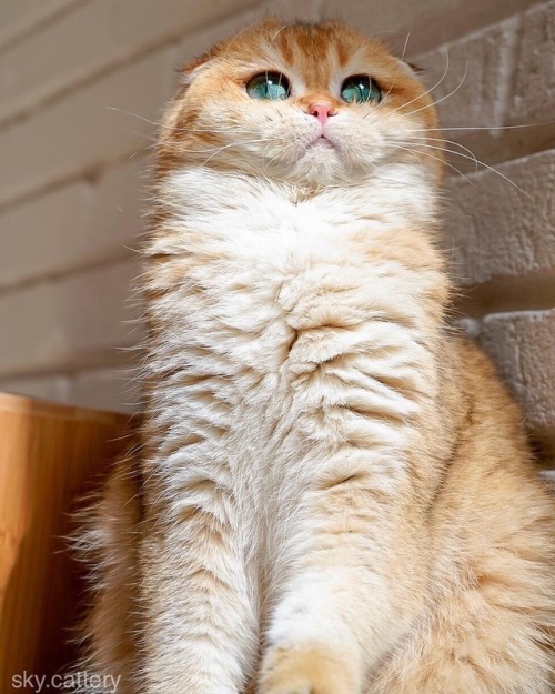 friendly-animals: (Source) 小猫咪qaqqqqq吸一口续命莫名hc（bushi