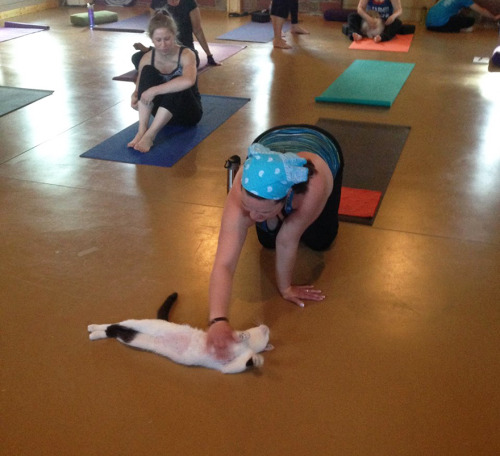 dressedupsoul:lezbebuds:littlebooklings:suaimhneas-croi:boredpanda:Yoga Studio Invites Shelter Cats 