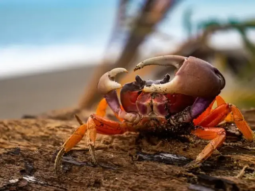 Today's Crab Is: Its Tiiiiimmmmeee~