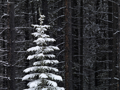 clubmonaco:  Wintery contrasts.