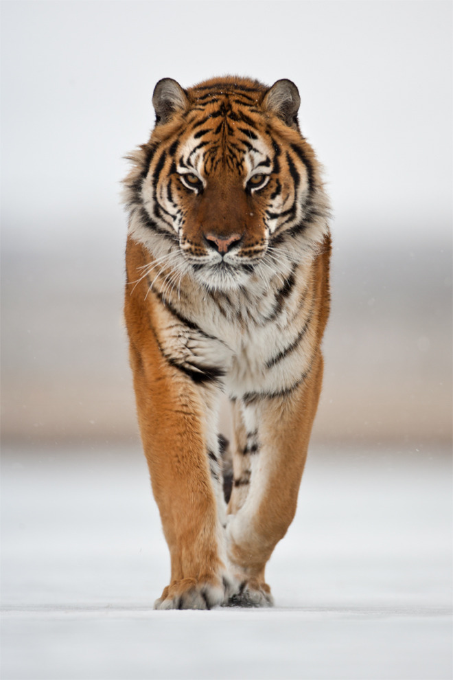 beautiful-wildlife:  Siberian Tiger by catman-suha