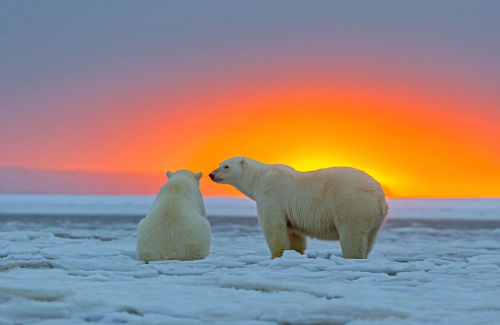 schokopenis:By sylvain cordier in alaska