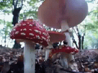 Shroomin' Pod Person