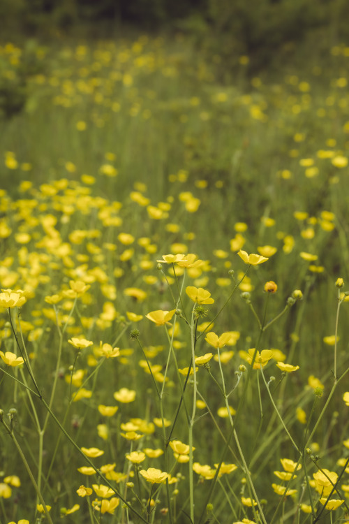 Wildflower meadows and Jack Russell Terriers.Had a fantastic walk in the Hampshire countryside today