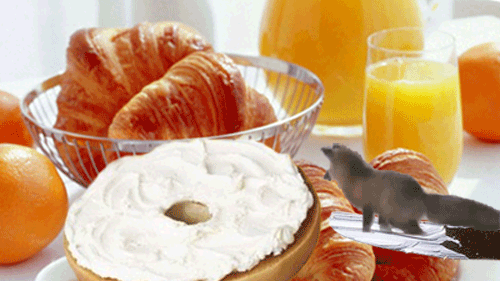 hobolunchbox:  Fox n’ bagel. 