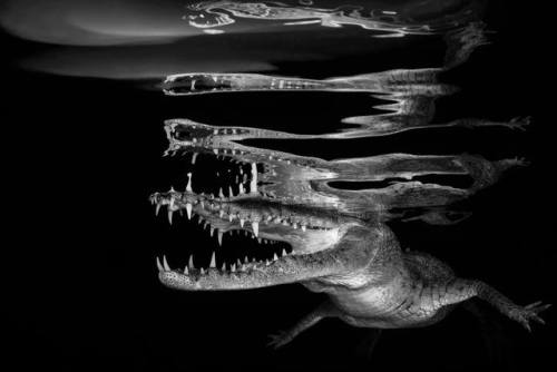 Underwater photographer of the year 2018 Most of these competitions seem to reveal results around th